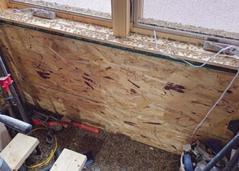 Spruce budworms are making a return to Cook County